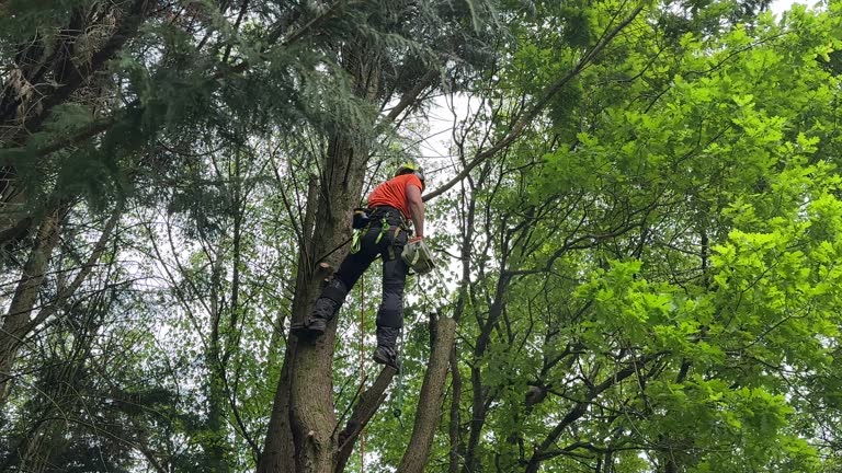 How Our Tree Care Process Works  in Warm Beach, WA